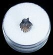 Armored Ankylosaur Tooth - Two Medicine Formation #3868-1